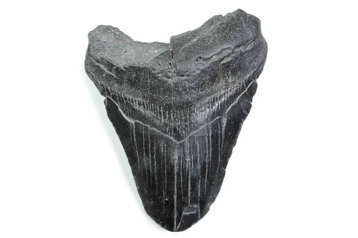 Bargain, Fossil Megalodon Tooth - South Carolina #370486
